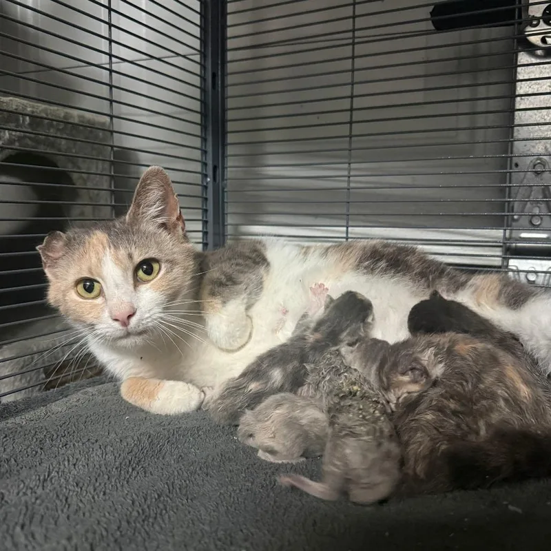 A young medium-sized female Calico Domestic Short Hair cat named Crinkle for adoption in Beulaville, NC