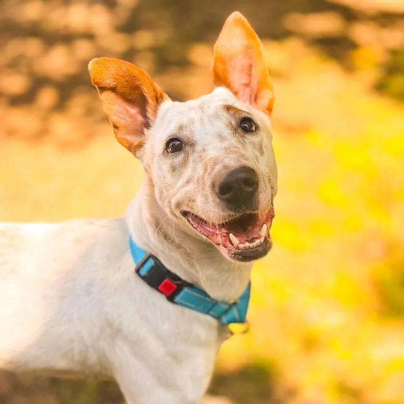 An adult medium-sized male Cattle Dog dog named Freckles for adoption in Springboro, OH