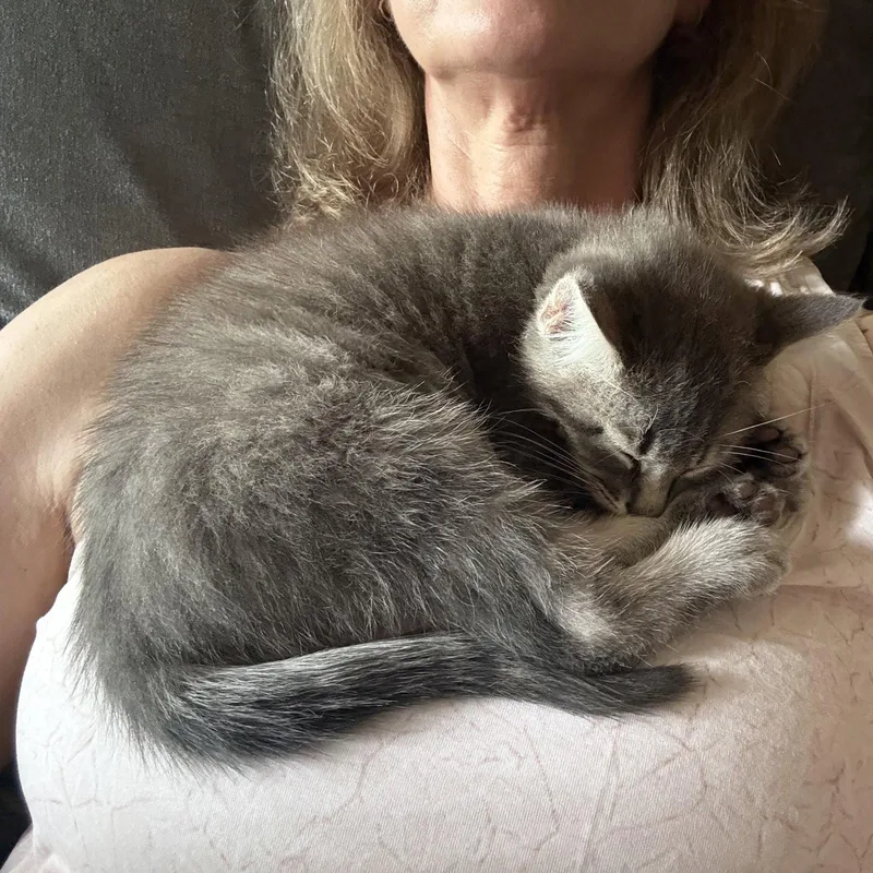 A baby medium-sized male Tabby cat named Aiden for adoption in MONTGOMERY, TX