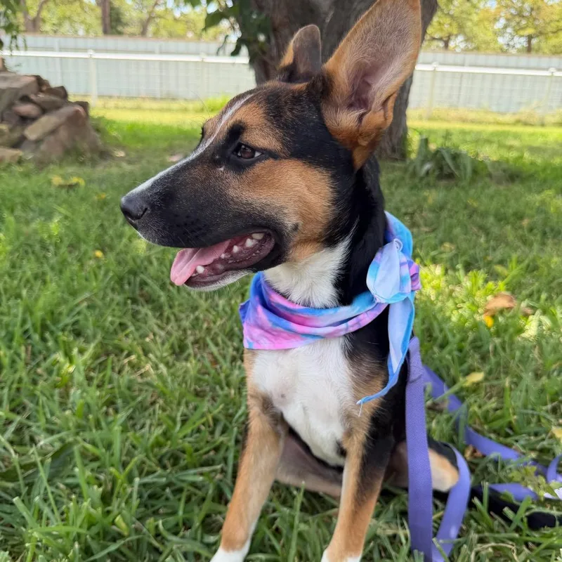 A young medium-sized female Black Australian Cattle Dog / Blue Heeler dog named Delilah for adoption in Aledo, TX