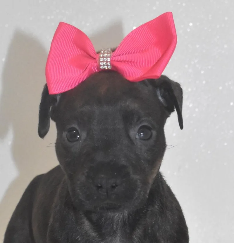 Gigglybelle thumbnail 4