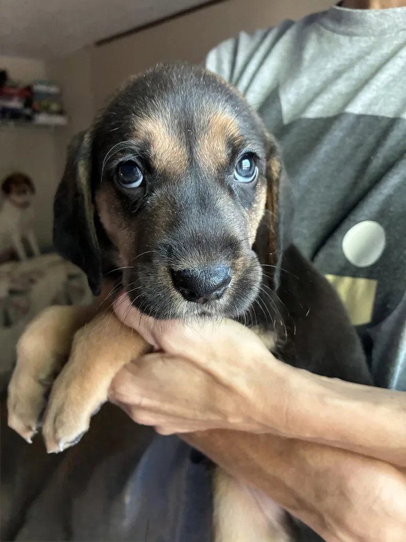 A baby large-sized male Coonhound dog named Moe  Brinley's Litter for adoption in Holly Springs, NC