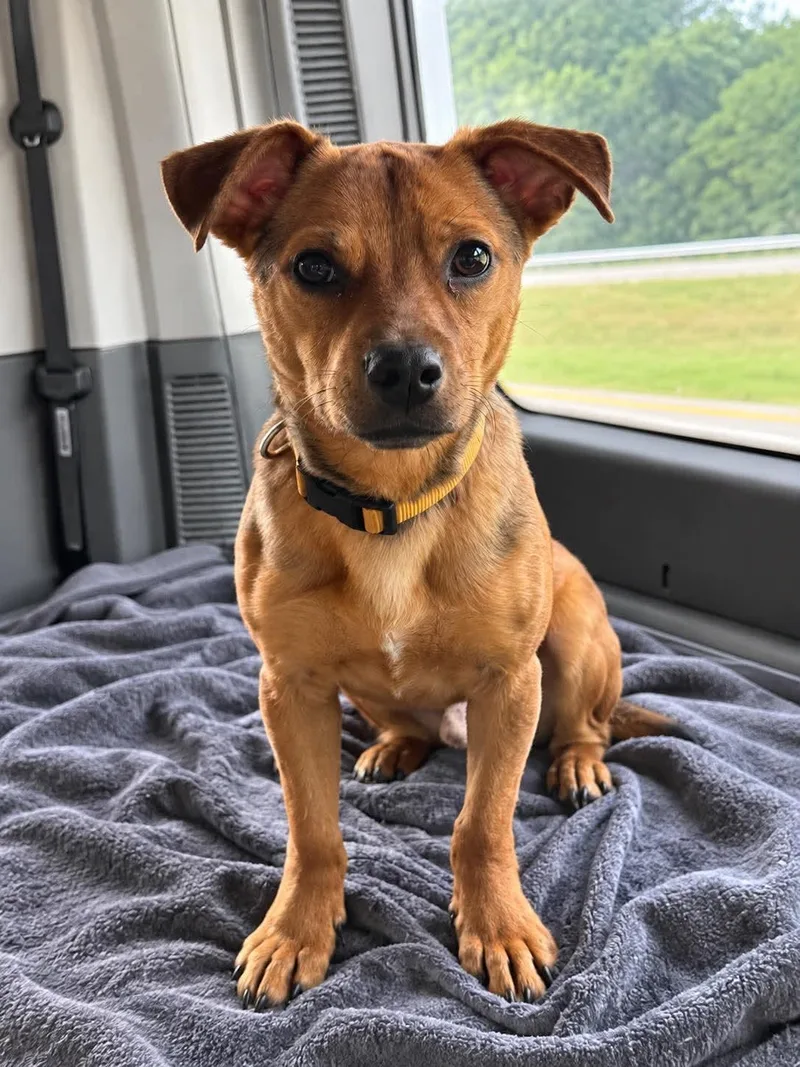 A young small-sized male Chihuahua dog named Junior for adoption in Westwood, NJ