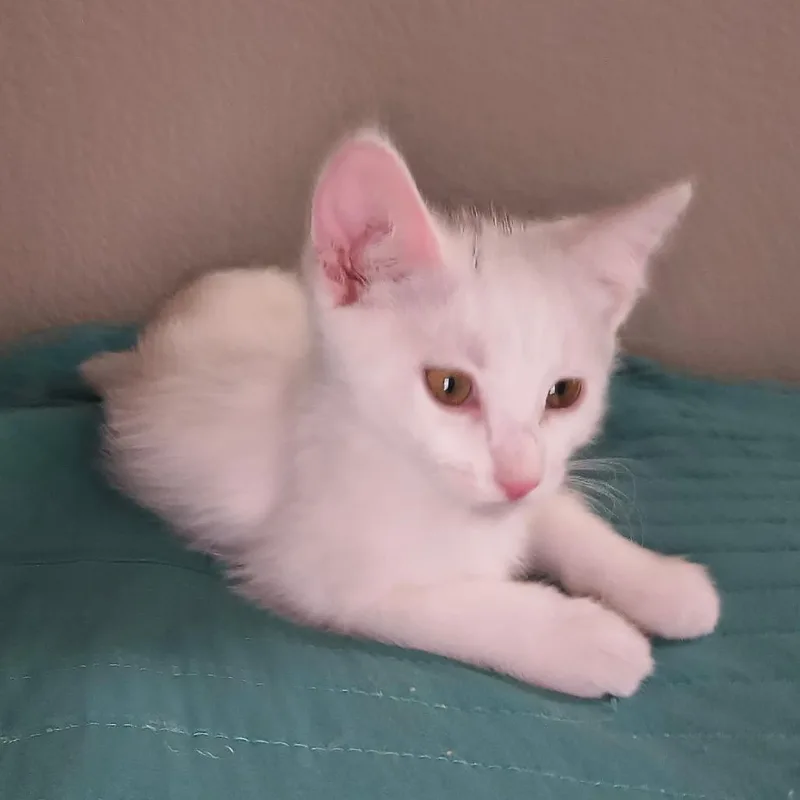 A baby small-sized female White Domestic Short Hair cat named Bowey for adoption in Long Beach, CA