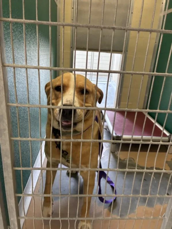 A young large-sized male Labrador Retriever dog named Ranger for adoption in Texas City, TX