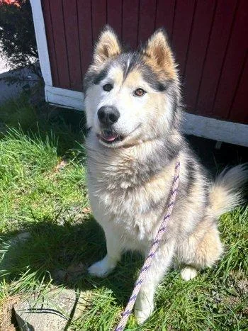 A young medium-sized male Gray / Blue / Silver Siberian Husky dog named Loki for adoption in Bedford Hills, NY