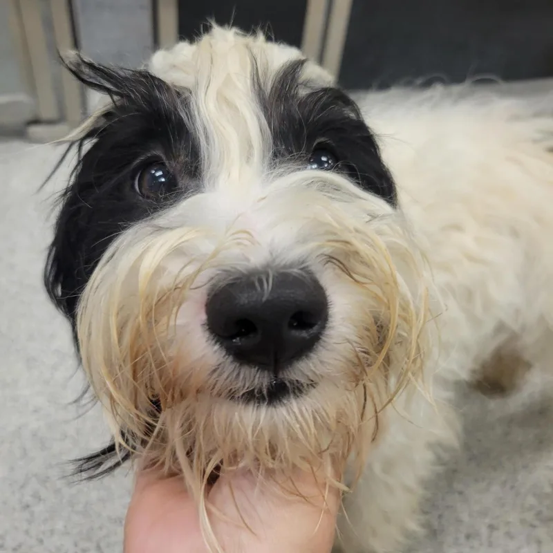A baby medium-sized female White / Cream Shih Tzu dog named Lucky for adoption in Cooperstown, NY