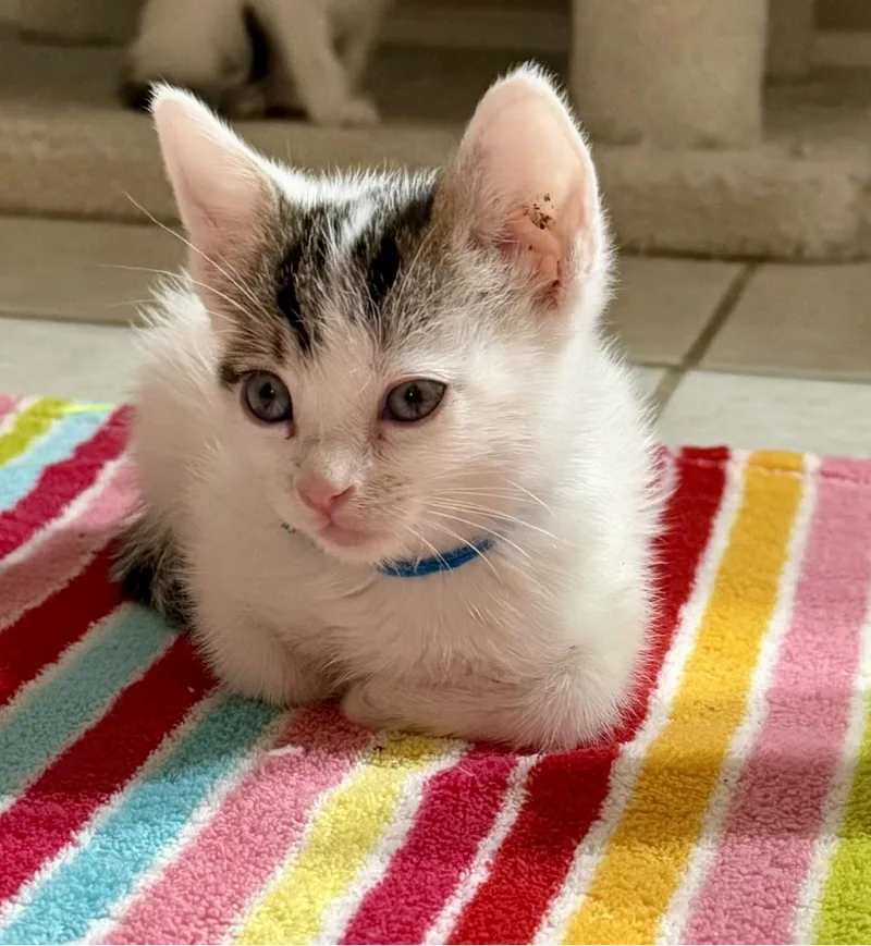 A baby small-sized male White Domestic Short Hair cat named Data for adoption in Glendale, AZ