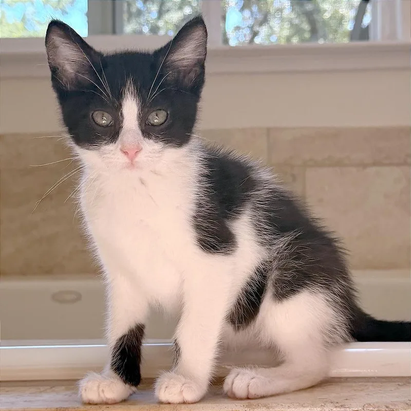 A baby small-sized male Black Domestic Medium Hair cat named A Curly for adoption in Pleasant Hill, CA