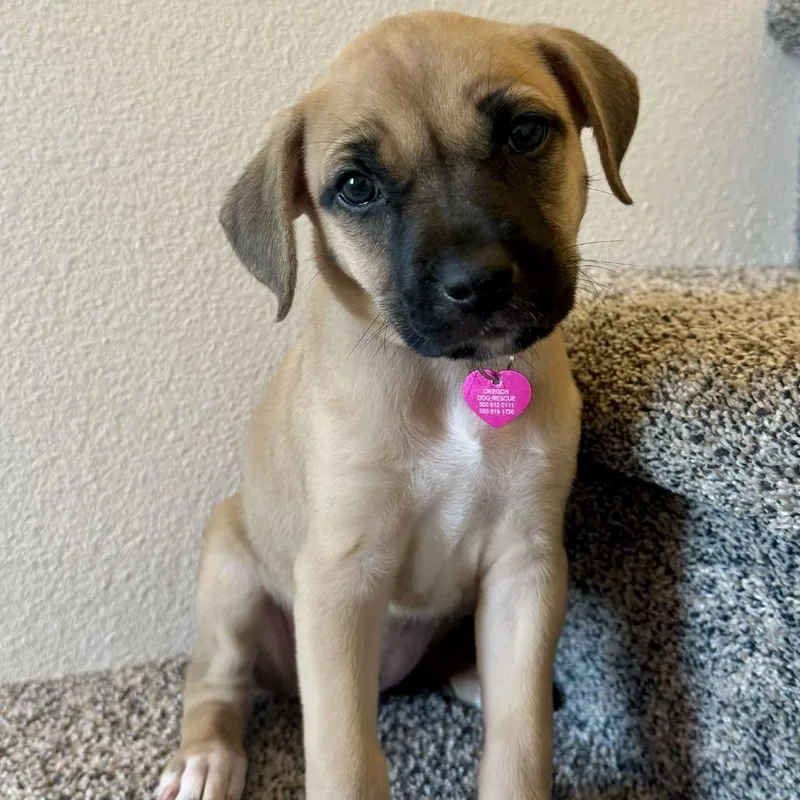 A baby medium-sized female Yellow / Tan / Blond / Fawn Mixed Breed dog named Brownie for adoption in Portland, OR