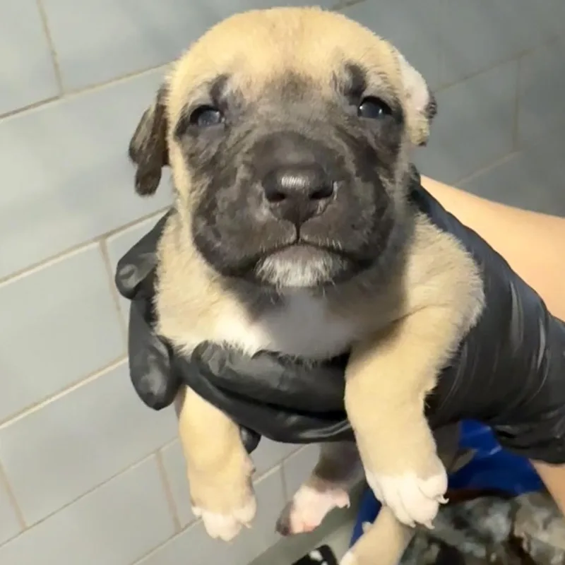 Brownie thumbnail 2