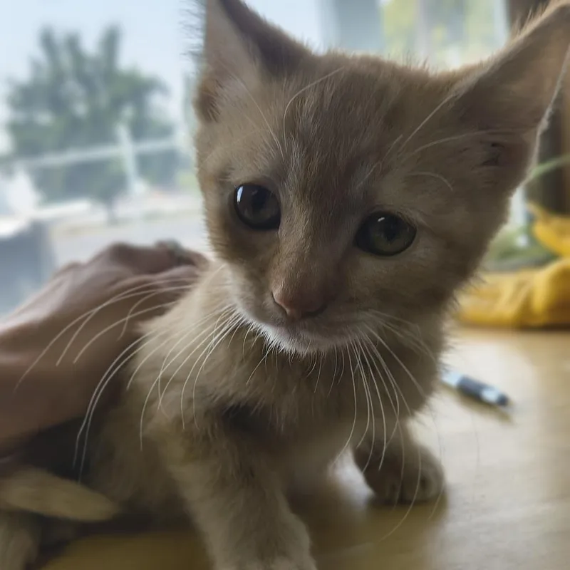 A baby small-sized female Orange / Red Domestic Short Hair cat named Miss Ma'am for adoption in Othello, WA