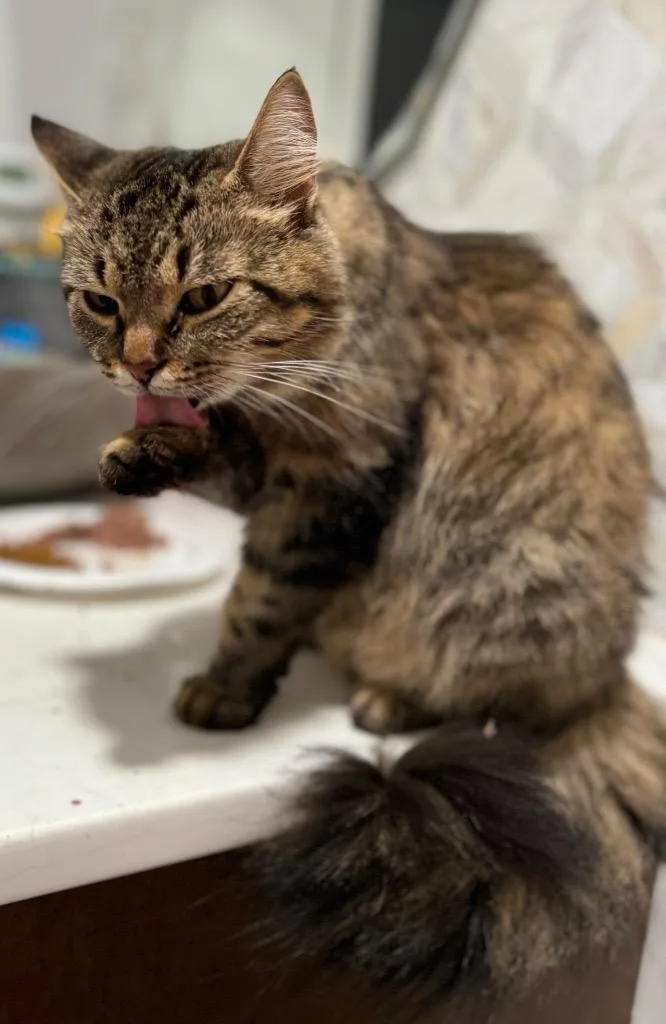 Persephone thumbnail 2