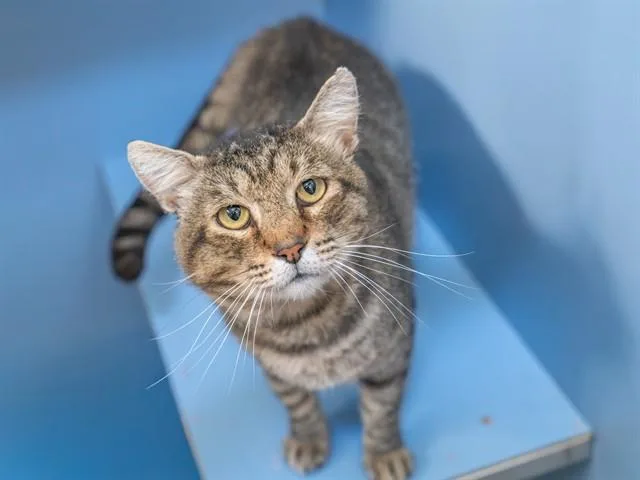 An adult large-sized male Domestic Short Hair cat named Farallon for adoption in Martinez, CA