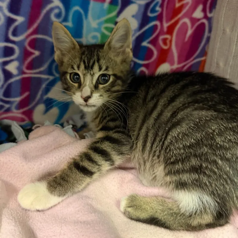 A baby small-sized male Brown / Chocolate Domestic Short Hair cat named Marvin for adoption in Naples, FL
