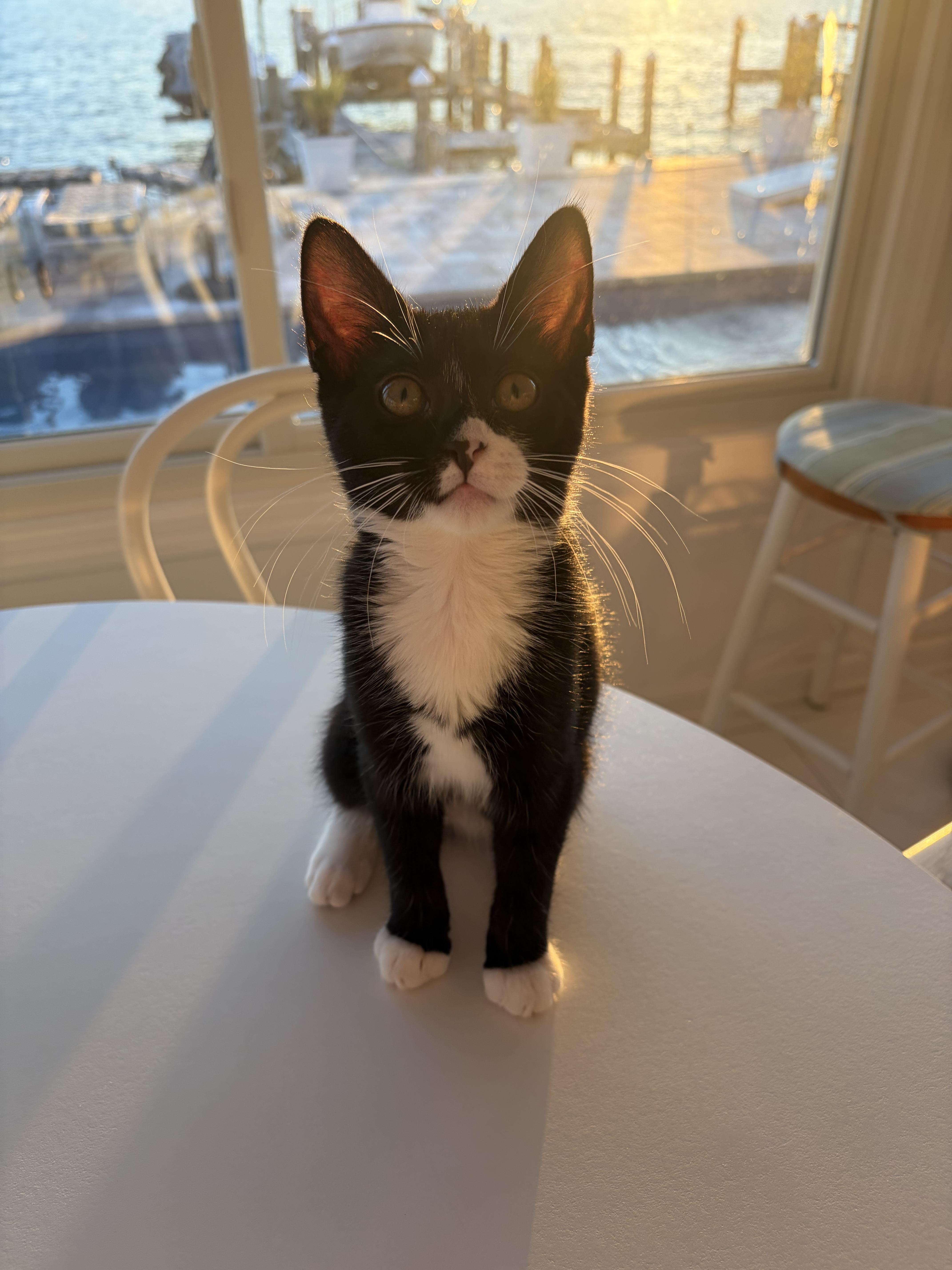 A baby small-sized female Black & White / Tuxedo Domestic Short Hair cat named Gracie for adoption in Hackensack, NJ