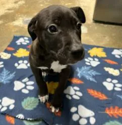 A baby medium-sized male Mixed Breed dog named Oreo for adoption in West Chester, PA
