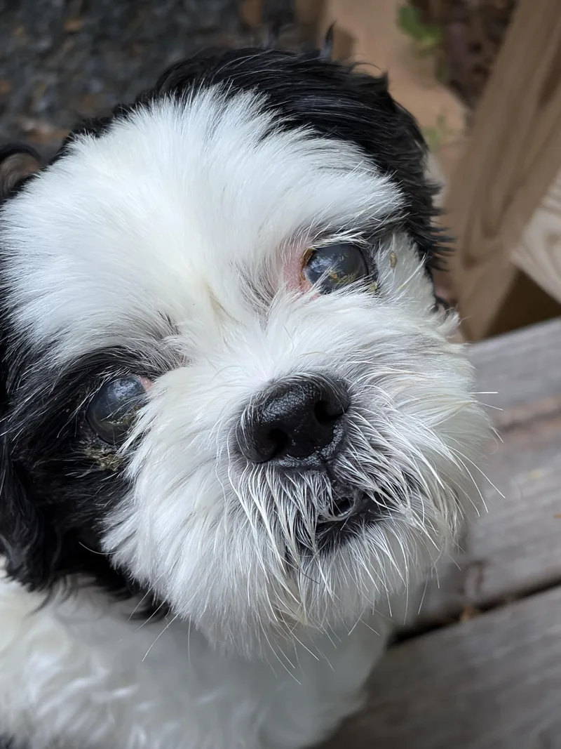 An adult small-sized male Shih Tzu dog named Tucker for adoption in Hillsborough, NC