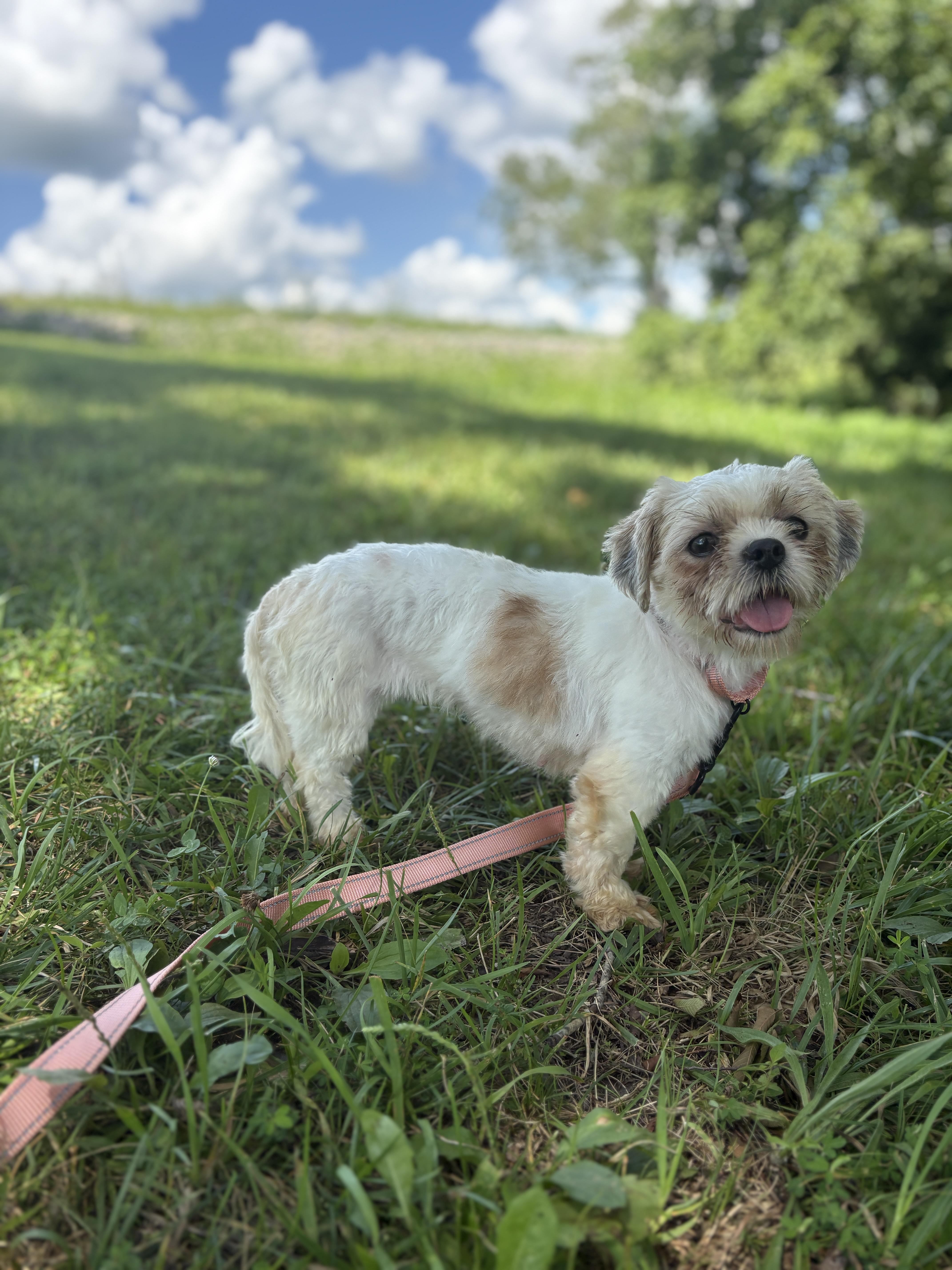 An adult small-sized female Brown / Chocolate Shih Tzu dog named Hazel for adoption in Gradyville, KY