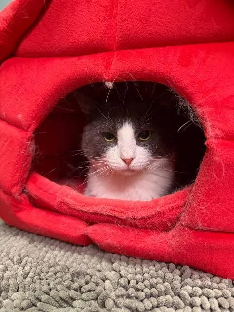 A young medium-sized male Domestic Short Hair cat named Odie for adoption in Pawtucket, RI