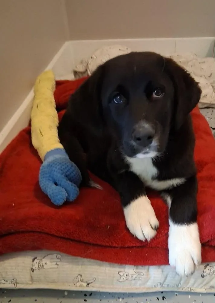 Maybelle thumbnail 3