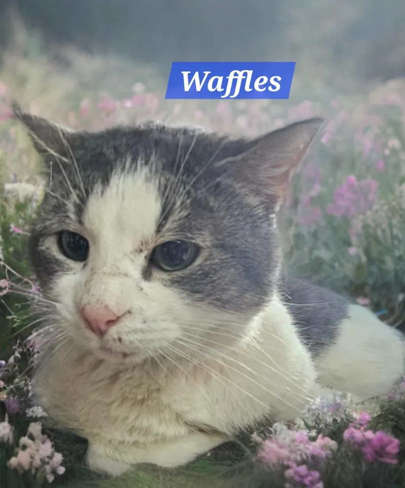 An adult medium-sized male Domestic Short Hair cat named Waffles for adoption in Jim Thorpe, PA
