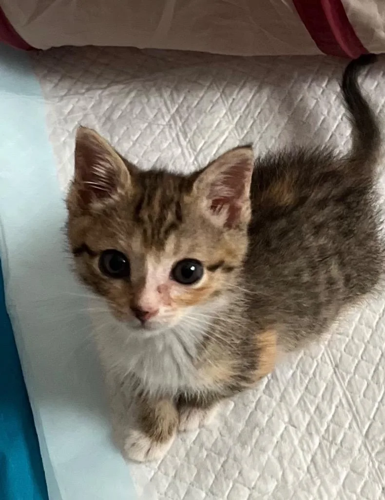 Mouse