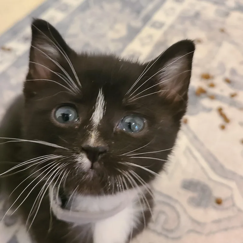 A baby small-sized female Black & White / Tuxedo Domestic Short Hair cat named Katia  Winterville  for adoption in Greensboro, GA