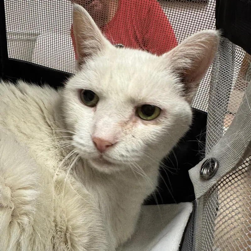 A senior large-sized female Domestic Short Hair cat named Dot for adoption in Peoria, IL