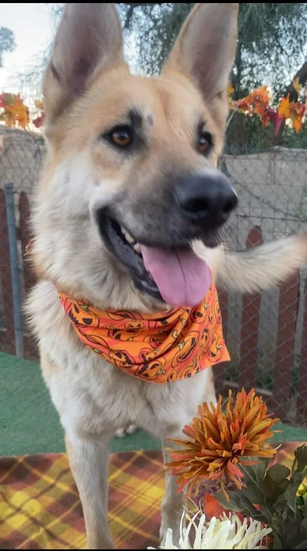 Beautiful Bailey The Shepherd thumbnail 2