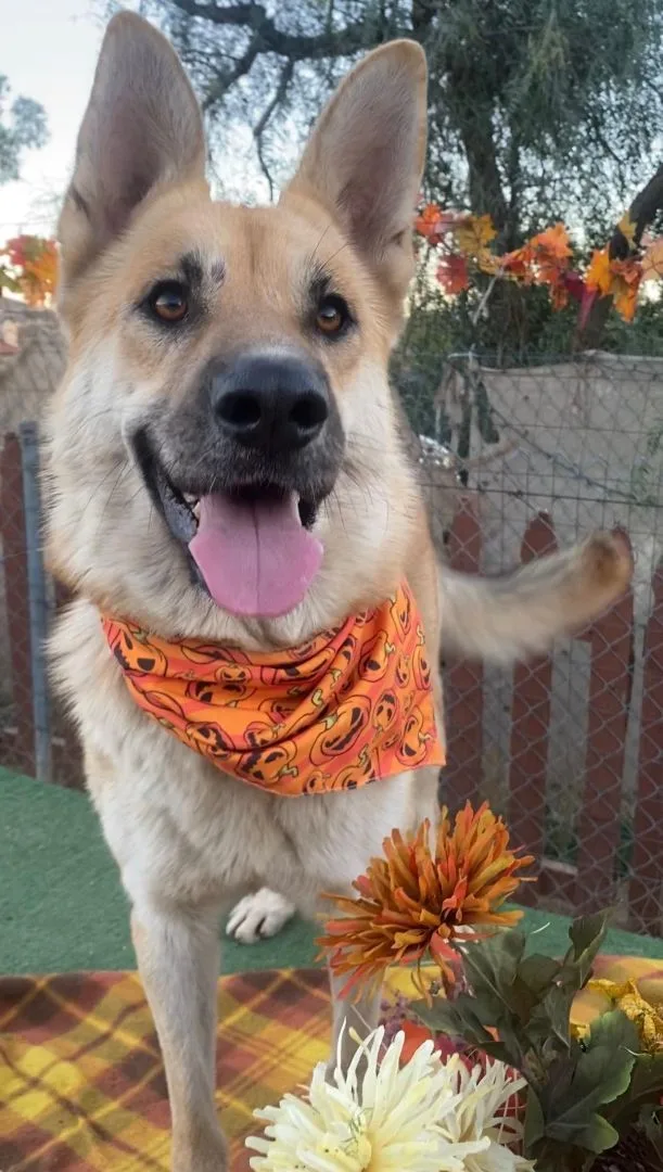 Beautiful Bailey The Shepherd thumbnail 3