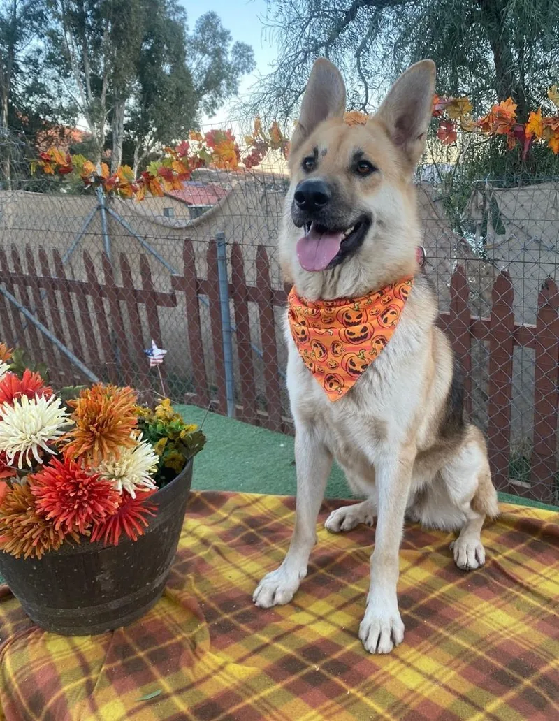 Beautiful Bailey The Shepherd thumbnail 4