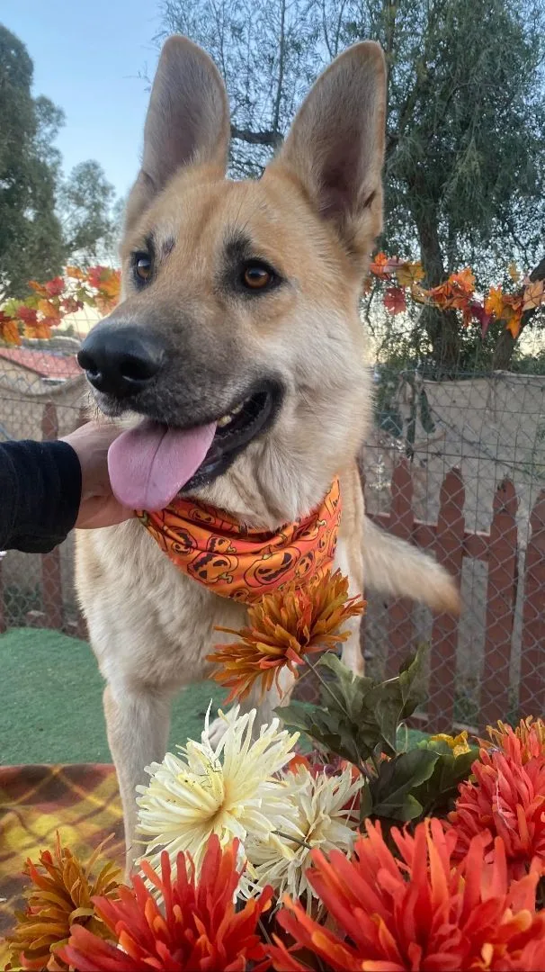 Beautiful Bailey The Shepherd thumbnail 5