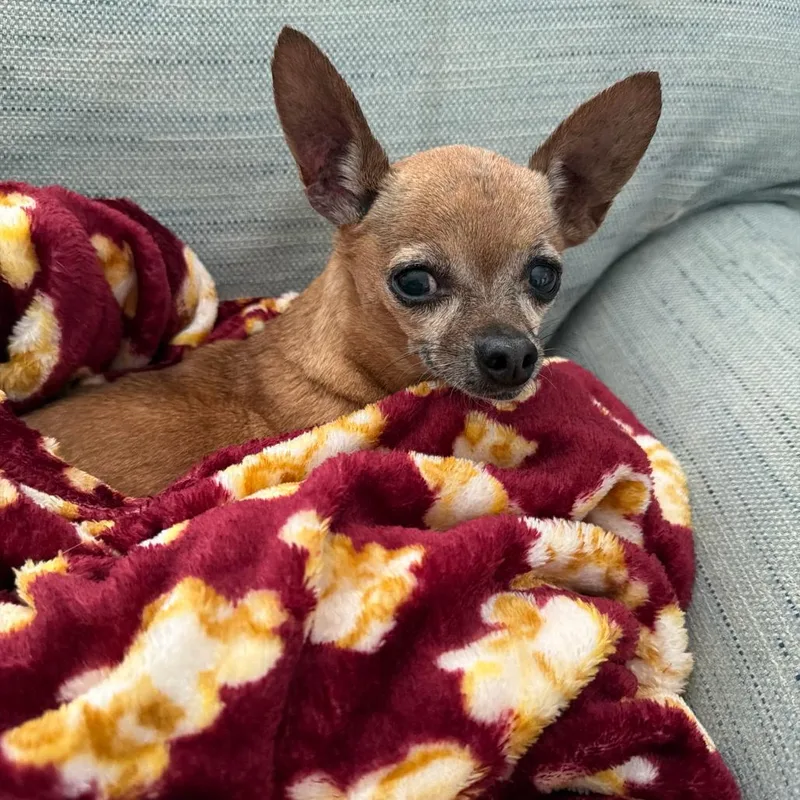 Chiquita Bonita