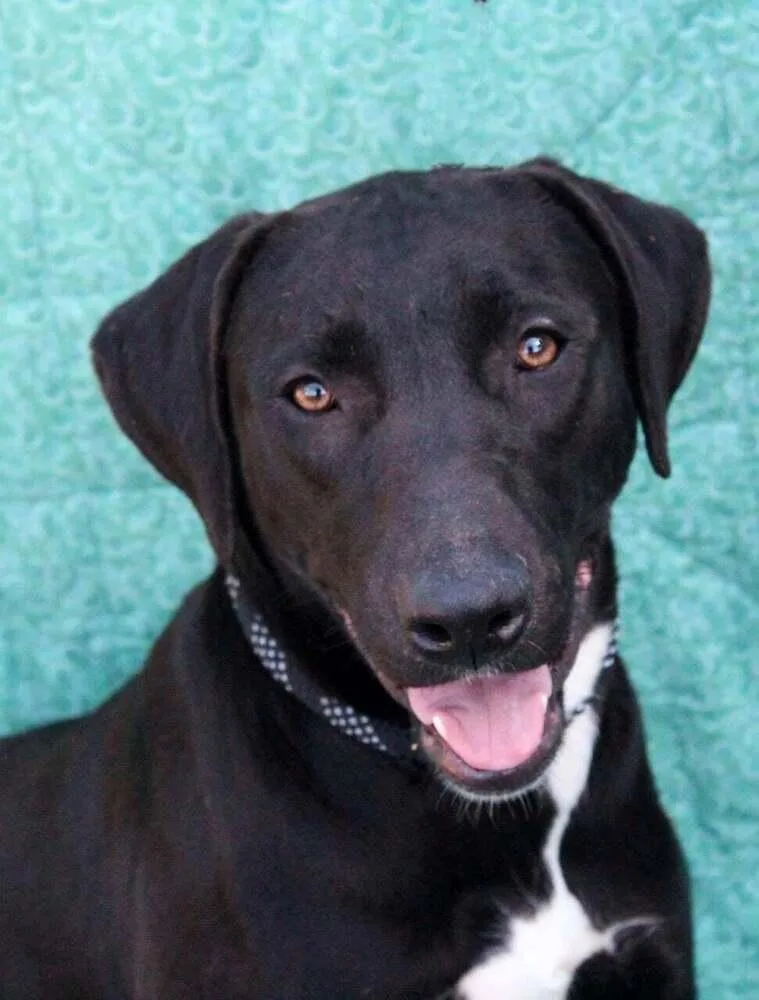 A baby medium-sized female Black Labrador Retriever dog named Ruffles for adoption in New Bedford, MA
