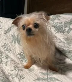 Tika