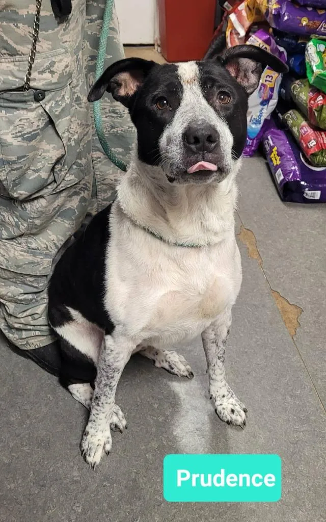 Prudence thumbnail 2