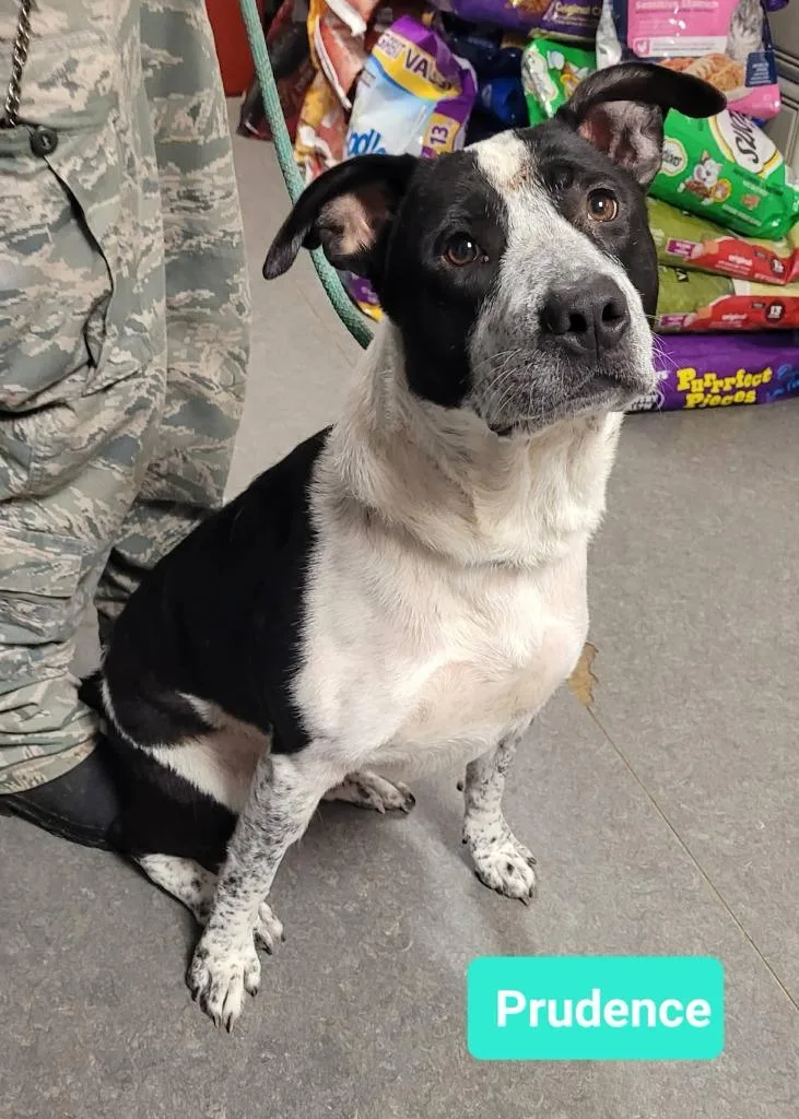 Prudence thumbnail 4