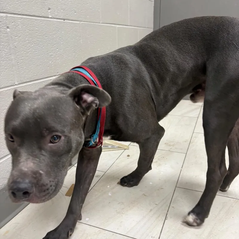An adult medium-sized male Gray / Blue / Silver American Staffordshire Terrier dog named Isaac for adoption in Lufkin, TX