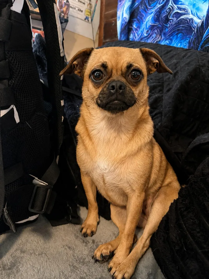 Nala