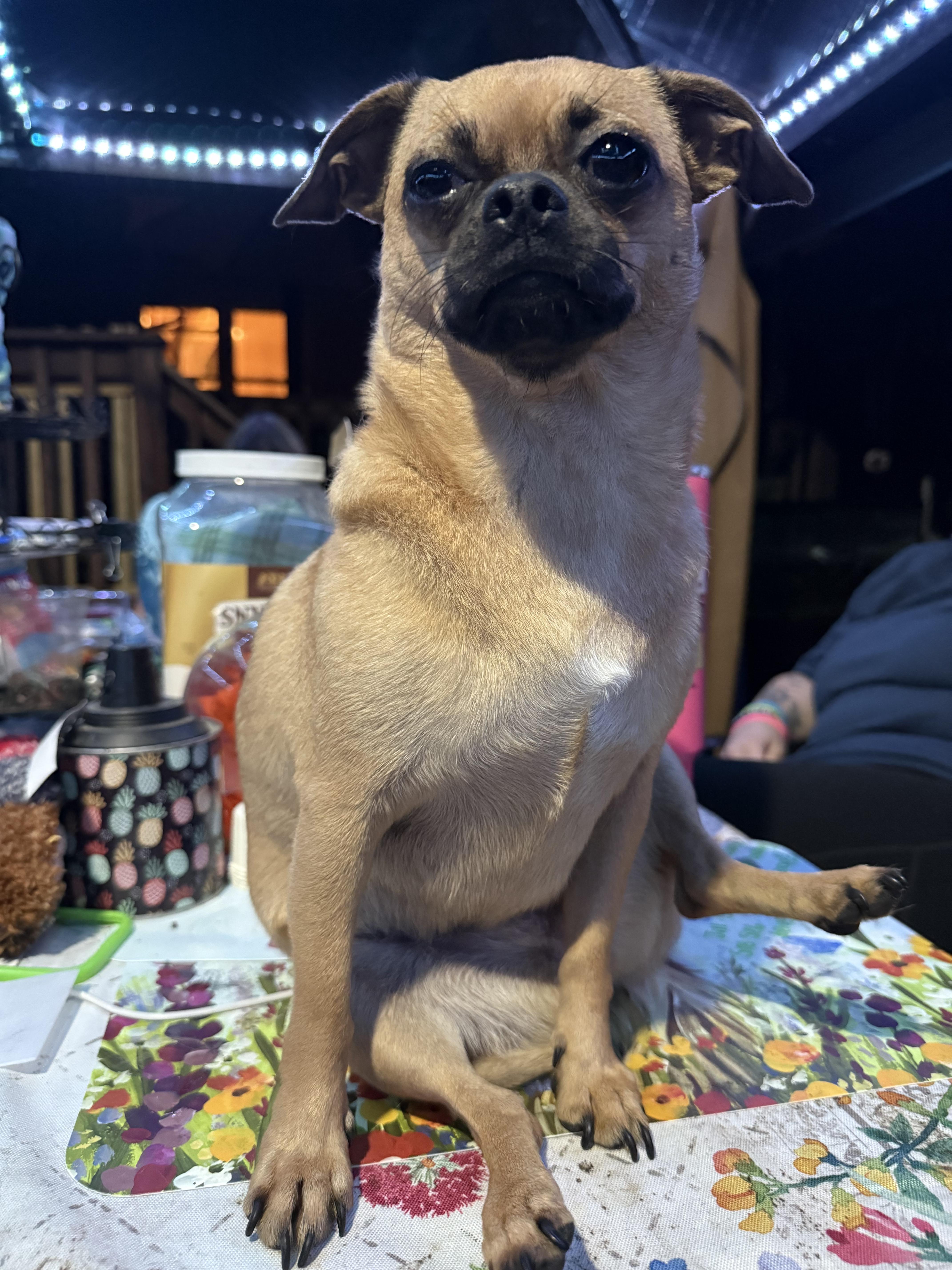 Nala thumbnail 3