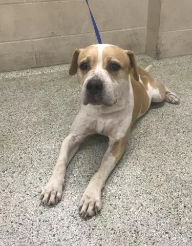 An adult medium-sized male Pit Bull Terrier dog named A for adoption in Conroe, TX