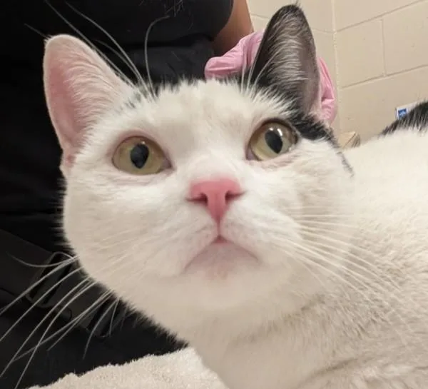 An adult small-sized female Domestic Short Hair cat named Tribessa for adoption in El Cajon, CA