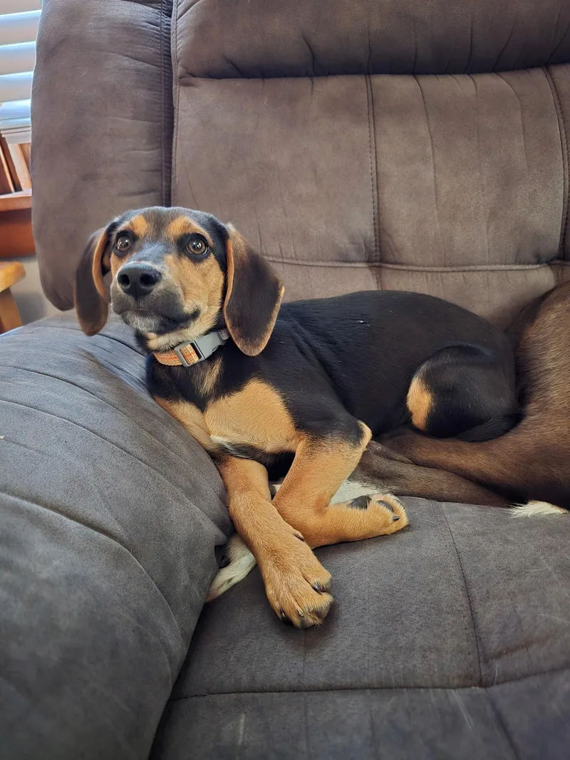 A baby small-sized female Black Beagle dog named Cleo for adoption in Sioux City, IA