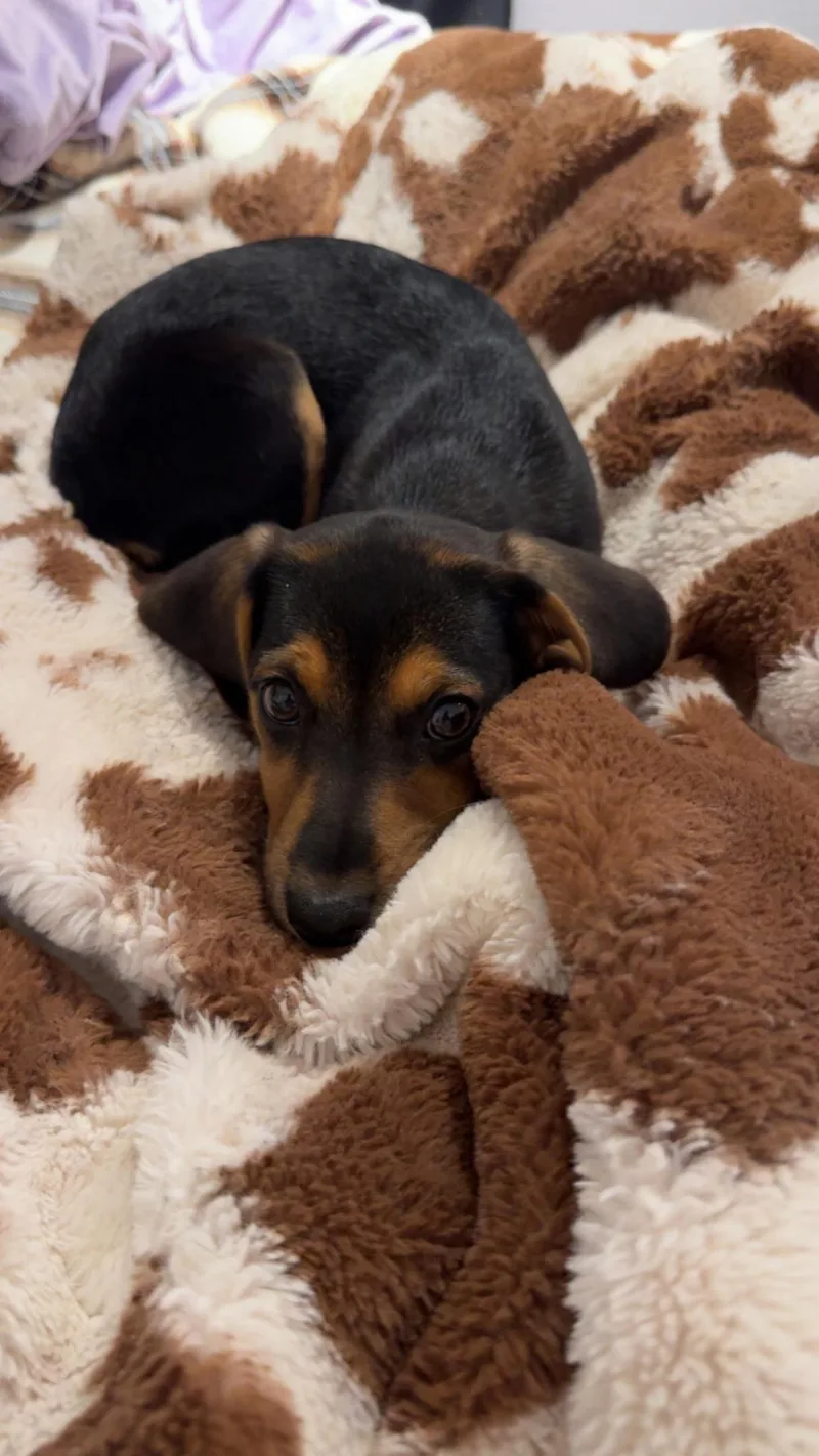 Cleo thumbnail 4