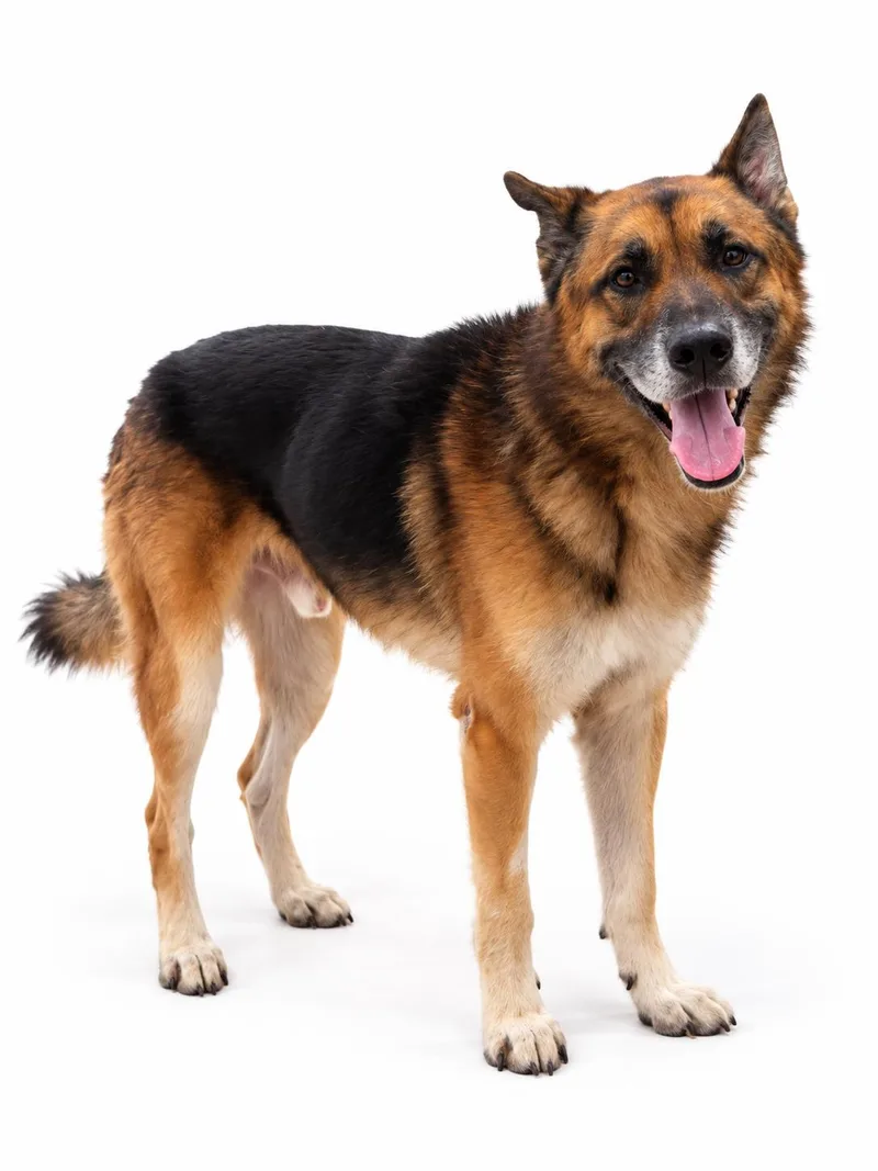 An adult large-sized male Black German Shepherd Dog dog named Rasmus for adoption in Cypress, TX
