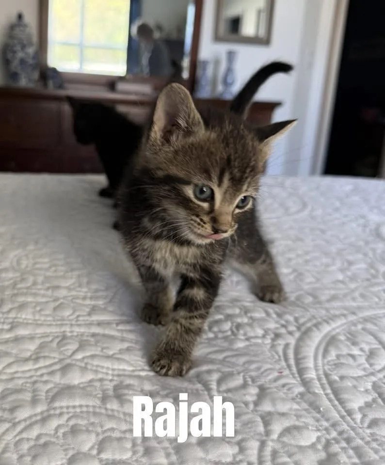 A baby medium-sized male Domestic Short Hair cat named Rajah for adoption in Crown Point, IN