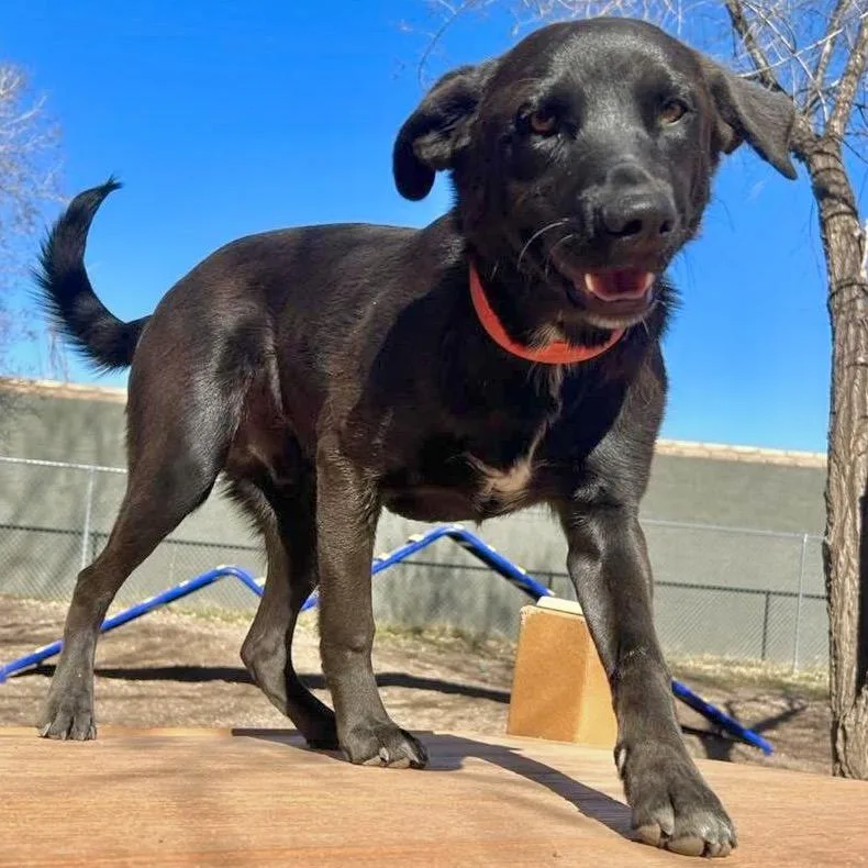 Bruce Waynejaa'abani thumbnail 3