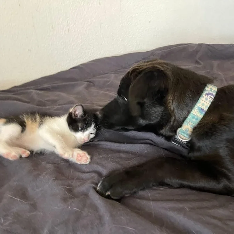 Bruce Waynejaa'abani thumbnail 4