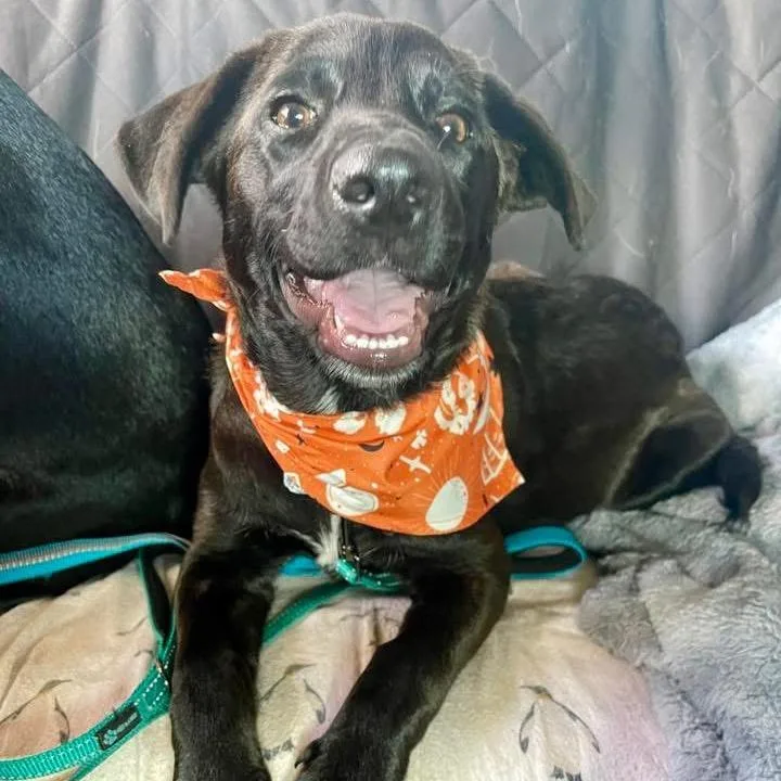 Bruce Waynejaa'abani thumbnail 5